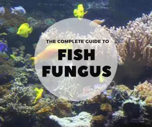 The Complete Guide to Fish Fungus - Fishkeeping World