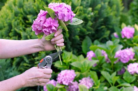 How to Plant Hydrangeas | Kellogg Garden Organics™