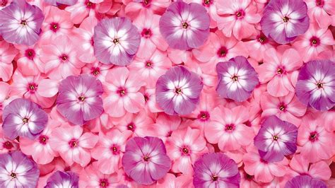 Pink Flower Wallpaper Backgrounds - Wallpaper Cave