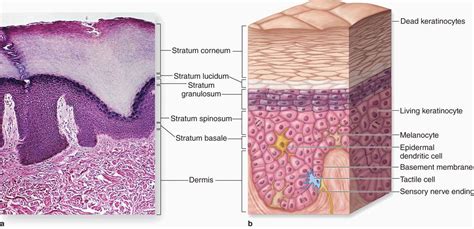 Skin | Basicmedical Key