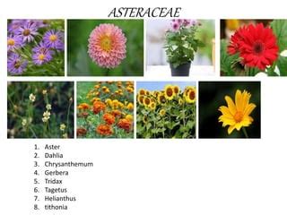 Plant Families examples.pptx