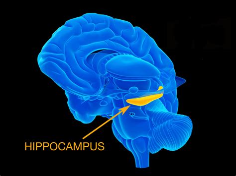 Hippocampus Brain