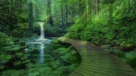 Peaceful Green Nature, Calm Peaceful HD wallpaper | Pxfuel