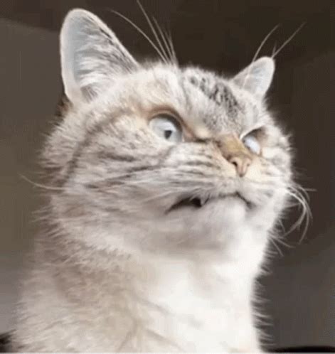 Angry Cat GIF - Angry Cat Grumpy - Discover & Share GIFs | Angry cat ...