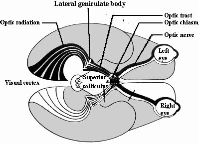 Lateral geniculate nucleus (or body) – Lancaster Glossary of Child ...