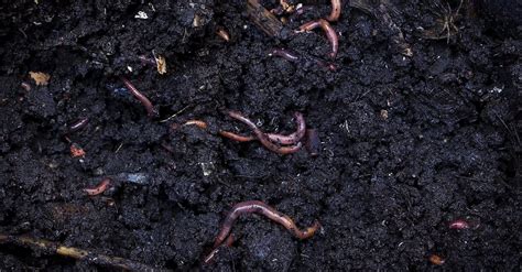 Soil With Earthworms Free Stock Video Footage, Royalty-Free 4K & HD ...