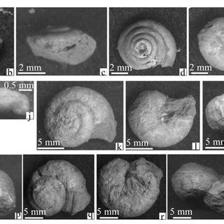 Mollusk fossils in the QA-I Miocene loess-soil section. a-c, Metodontia ...