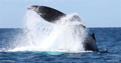 Lahaina Whale Watching Tickets | Discount on Maui whale watching