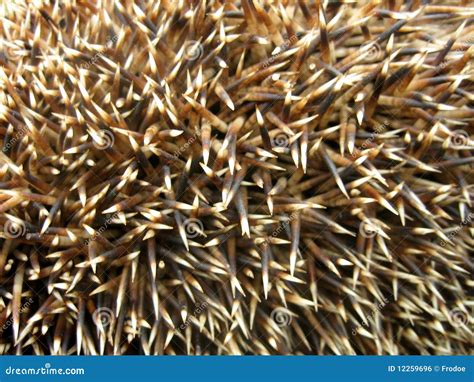 Hedgehog Spines Royalty Free Stock Image - Image: 12259696