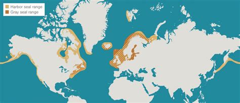 Reassessing Seal Rescue | Hakai Magazine