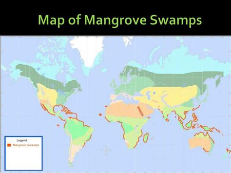 PPT - Mangrove Swamps PowerPoint Presentation, free download - ID:2367058