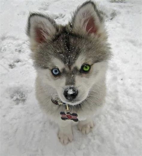 Husky With Green Eyes