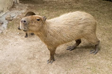 Capybara Mom And Baby Near A River. Stock Image - Image of three, close ...