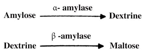 Define Amylase with Functions - QS Study