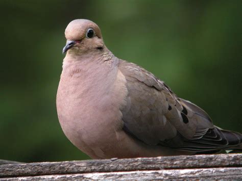 The Mourning Dove - Door County Pulse