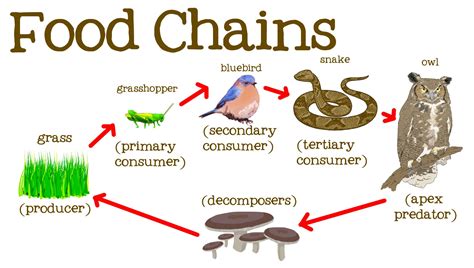 Food chain, trophic levels and flow of energy in ecosystem