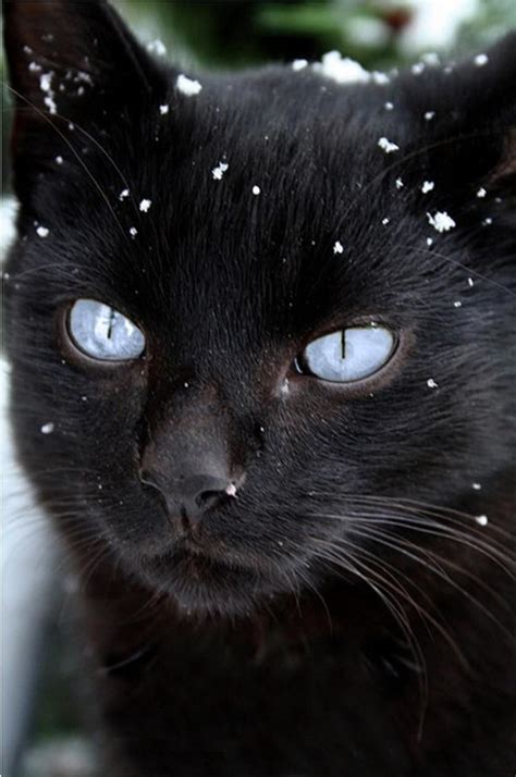 Blue-eyed black cat. | Cats and Kittens | Pinterest | Black cats, Cat ...