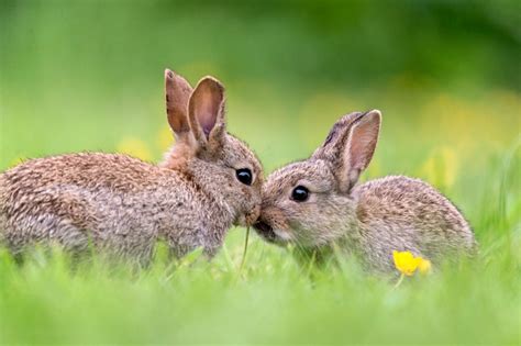 12 Cutest Animal Couples for Valentine's Day | Woman's World