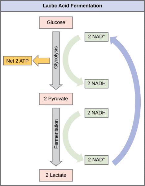 Anaerobic Respiration - Process - Regulation - TeachMePhysiology