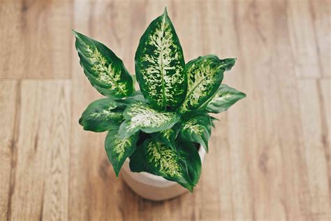 20 Best Indoor Plants for Beginners