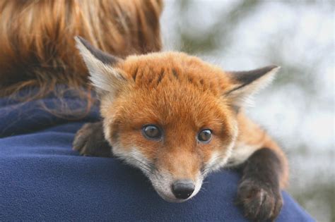 Fox Species That Can Be Pets