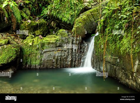 Lower Juan Diego Waterfall, Caribbean National Forest (El Yunque Rain ...