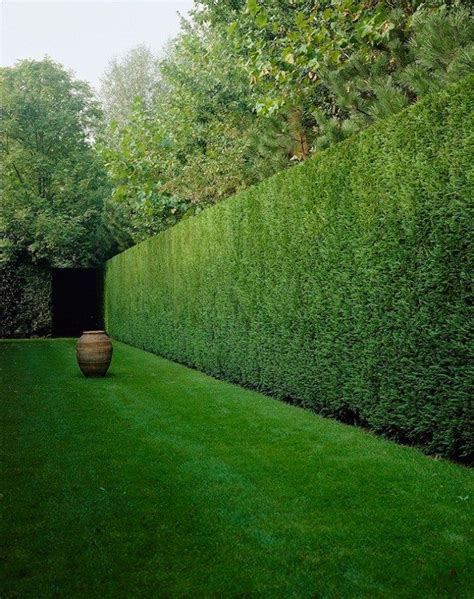 Caring for your Leylandii hedge - H is for Home Harbinger | Hedges ...