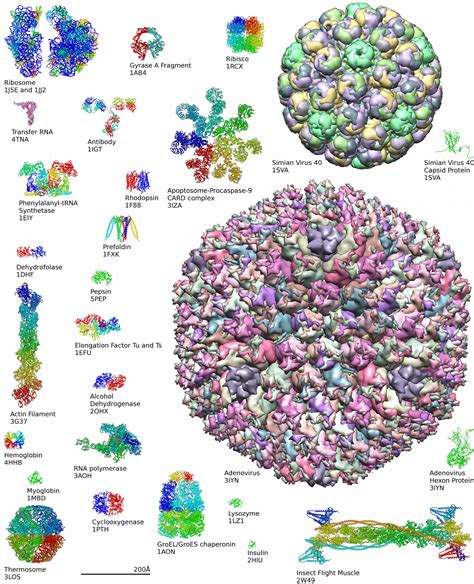 Protein Structure: A Biochemistry Crash Course https://www.albert.io ...