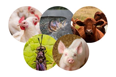 The importance of responsible animal breeding | European Livestock Voice