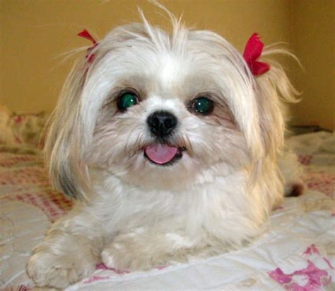 Funny Shih Tzu | Cute Puppies Wallpaper | And Pictures | | Funny And ...