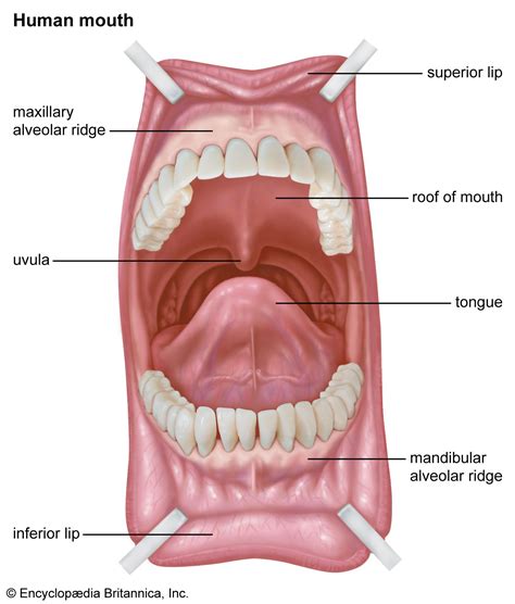 Alveolar ridge | Description, Anatomy, Facts, & Augmentation | Britannica