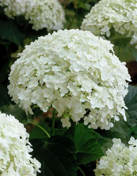 Buy Smooth Hydrangea (gal) - LGS Native Plant Shop