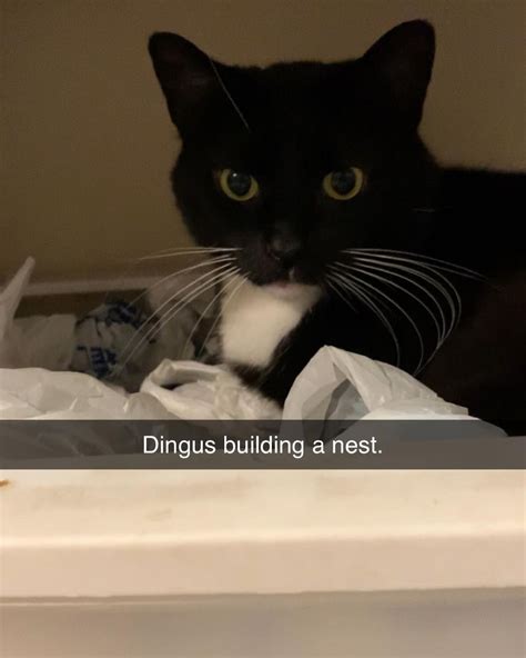 Dingus Building a Nest | Spinning Cat / Dingus the Cat | Know Your Meme