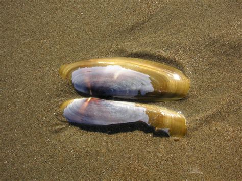 Nature ID: Pacific razor clam ~ 10/12/11 ~ Morro Strand Beach