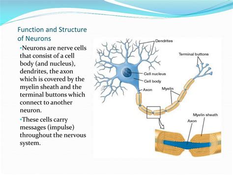 Download free structure of neuron - medicoke