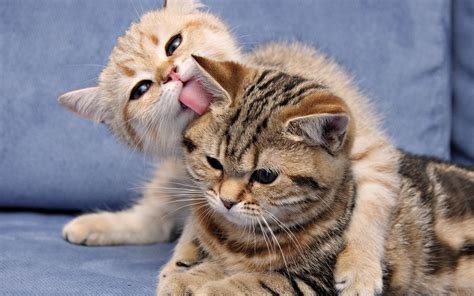 Two Kittens Playing | Full HD Desktop Wallpapers 1080p