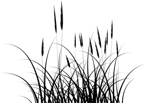 Reed Grass Silhouette, Grass Drawing, Silhouette Drawing, Grass Sketch ...