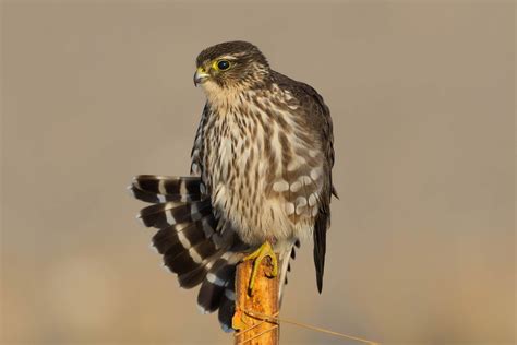 A rather small falcon, compact and fast-flying, the Merlin is a common ...