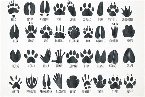 Watercolor Animal Tracks Clipart, Animal Tracks Clip Art, Paw Print Cl ...