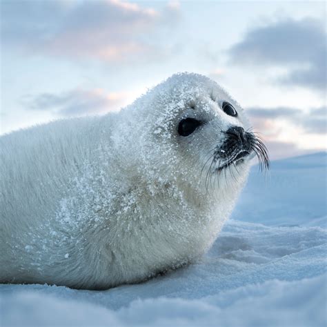 Seals, facts and photos