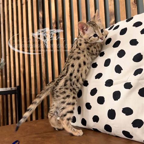 F1 Savannah Kittens For Sale | Savannah Cat Breed