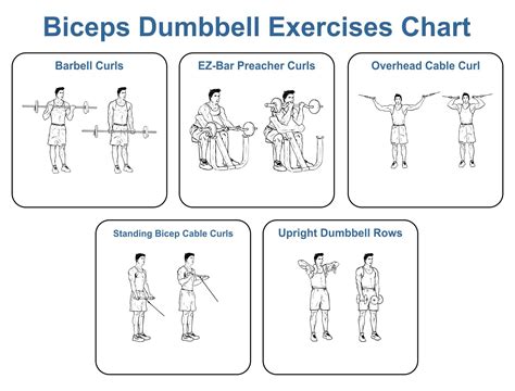 Biceps Exercise Chart Pdf