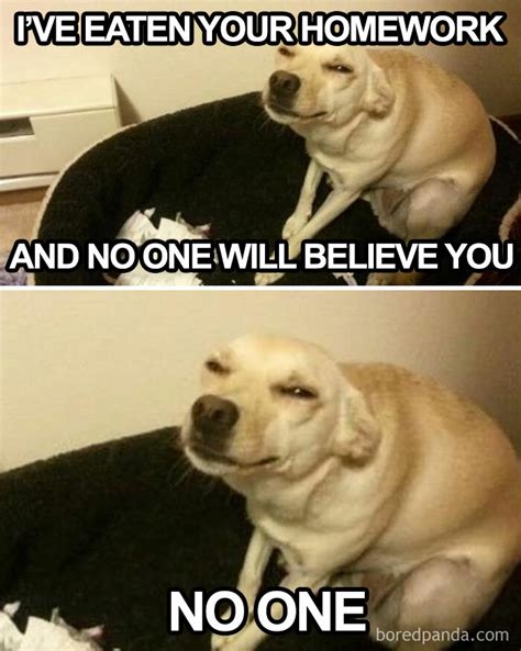 50 Of The Funniest Dog Memes Ever | Bored Panda