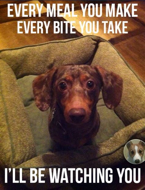 Every meal..... | Funny dog memes, Dog quotes funny, Funny dachshund