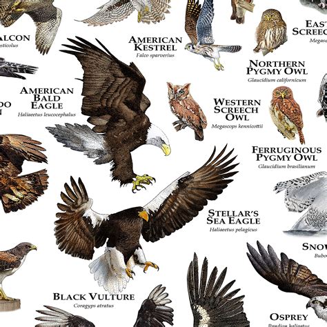 Birds of Prey of the United States Poster/field Guide - Etsy Canada