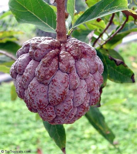 Red Custard Apple Cherimoya annona Squamosa L. Anon Live Fruit Tree 10 ...