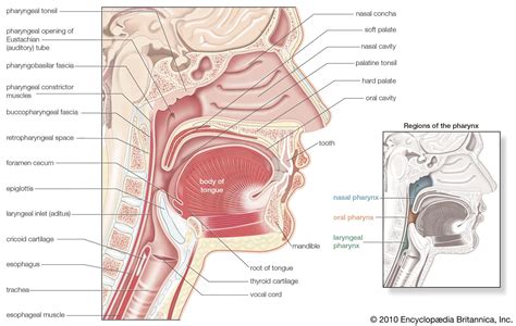 Pharynx | Definition, Location, Function, Structure, & Facts | Britannica