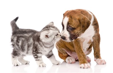 Download Baby Animal Kitten Puppy Dog Cat Animal Cat & Dog HD Wallpaper