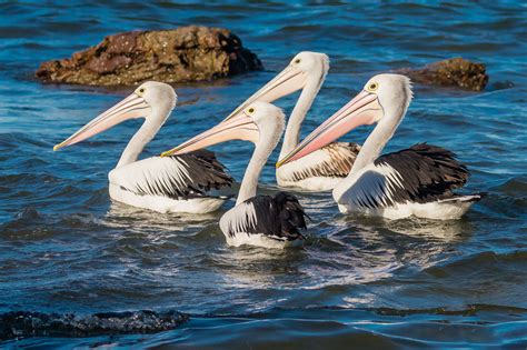 Australian Water Birds - Australia's Wonderful Birds