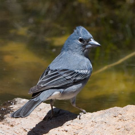 Blue Chaffinch (male) endemic to the islands of Tenerife and Gran ...